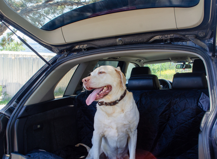 dog traveling in a trunk